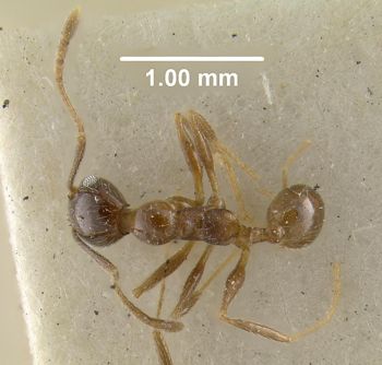 Media type: image;   Entomology 29034 Aspect: habitus dorsal view